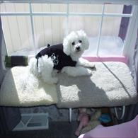 Maltese Dog Wearing Anxiety Wrap